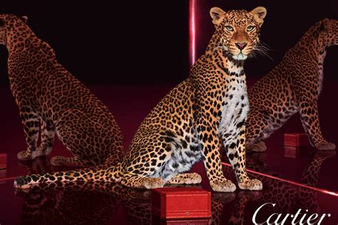 primo orolgio cartier pantera|panther cartier logo.